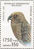 Kea (Nestor notabilis)