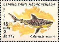 Tiger Shark (Galeocerdo cuvieri)