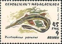 Japanese Sawshark (Pristiophorus japonicus)