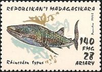 Whale Shark (Rhincodon typus)
