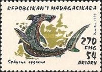 Smooth Hammerhead Shark (Sphyrna zygaena)