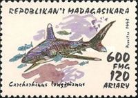 Oceanic Whitetip Shark (Carcharhinus longimanus)