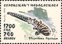 Zebra Shark (Stegostoma tigrinum)