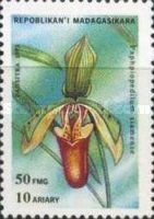 Paphiopédilum siamense