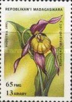 Cypripedium calceolus