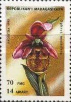 Ophrys oestrifera