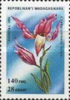 Cephalanthera rubra
