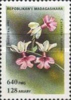 Calanthe vestita