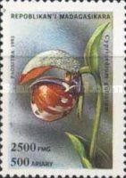 Cypripedium guttatum