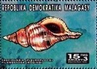 Filamentous Horse Conch (Fasciolaria filamentosa)