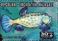 Ostracion cyanurus