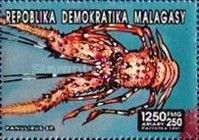 Palinurus sp.