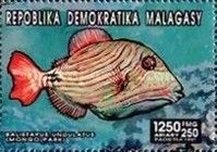 Balistapus undulatus