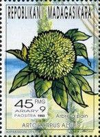 Breadfruit (Artocarpus altilis)
