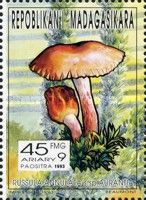 Russula annulata