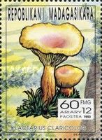 Lactarius claricolor