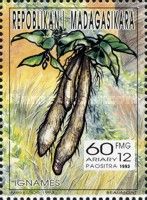Yam