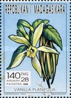Vanilla orchid (Vanilla planifolia)
