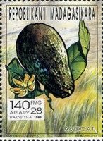 Avocado