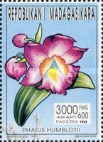 Phaius humblotii