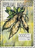 Manioc