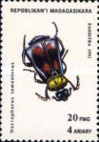 Gold-necked Carrion Beetle (Nicrophorus tomemtosus)