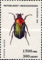 Rose Chafer (Cetonia aurata)