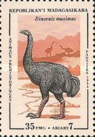 South Island Giant Moa (Dinornis maximus)