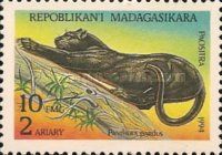 Leopard (Panthera pardus)