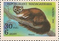Marten (Martes sp.)