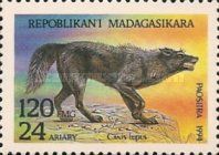 Wolf (Canis lupus)