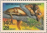Lion (Panthera leo)