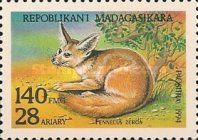Fennec Fox (Fennecus zerda)