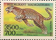 Snow Leopard (Panthera uncia)