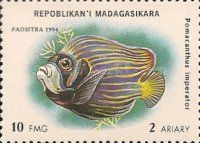 Emperor Angelfish (Pomacanthus imperator)