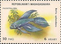 Siamese Fighting Fish (Betta splendens)