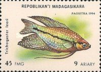 Pearl Gourami (Trichogaster leeri)