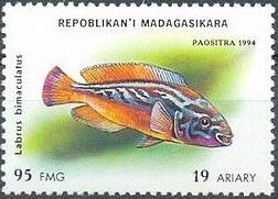 Cuckoo Wrasse (Labrus bimaculatus)