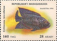 Jack Dempsey (Cichlosoma biocellatum)