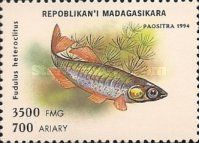 Mummichog (Fundulus heteroclitus)
