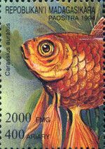 Goldfish (Carassius auratus)