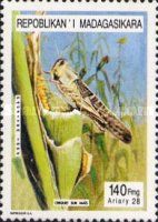 Locust eating corn