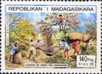 Gathering locusts for consumption