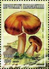 Crimson Waxcap (Hygrocybe punicea)