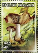 Wood Blewit (Lepista nuda)