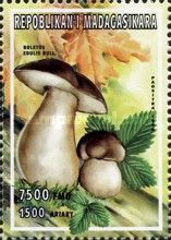 Cep (Boletus edulis)