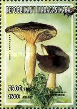 Herald of the Winter (Hygrophorus hypotheium)