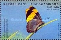 Gold Banded Forester (Euphaedra neophron)