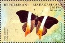 Ussher's Palla (Palla ussheri)