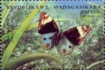 Eyed Pansy (Junonia orithya)